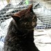 Female Cat found in Ballycotton