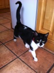 male cat upper rochestown