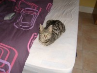Female tabby cat lost in Little Island