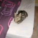 Female tabby cat lost in Little Island