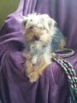 Female, JRT/Yorkie, 14months old, South Tipp