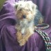Female, JRT/Yorkie, 14months old, South Tipp