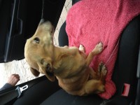 Female small sandy coloured dog found in Glanmire