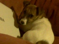 female jack russel 8 mts lost ballyvolane cork