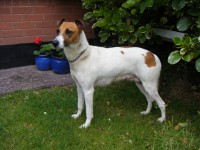 Female Jack Russell x Greyhound found in Ballyvolane, Cork