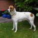 Female Jack Russell x Greyhound found in Ballyvolane, Cork