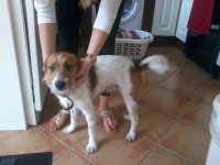 male white and brown terrier dog found in killarney station