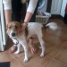 male white and brown terrier dog found in killarney station