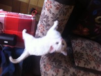 white kitten found in inniscarra area