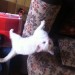 white kitten found in inniscarra area
