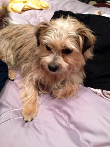 Female Maltese /yorkie - Munster Lost and Found Pet Helpline | Munster ...
 Maltese Yorkie Mix Adult