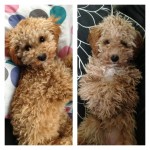Small brown curly haired cavalier x poodle mix dog missing in The South Douglas Road are in Cork