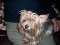 mini yorkie lost in blarney area