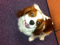 Male King Charles found Mardyke, Cork