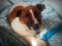 male jack russell lost in bandon road/ballypheane