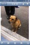 Male, possible terrier cross found in bishopstown area by the back entrance to cork university hospital.