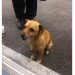 Male, possible terrier cross found in bishopstown area by the back entrance to cork university hospital.