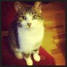 Tabby cat with white paws lost in Ballincollig.