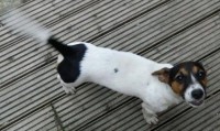lost female jack russell