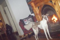 Female Whippet Lost in Waterfall Church
