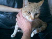 female ginger and white young cat found in ringaskiddy