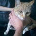 female ginger and white young cat found in ringaskiddy