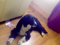 Female Collie found in Limerick