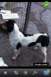 Male ( BEN ) harrier pup lost in whites cross / mayfield area cork