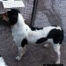 Male ( BEN ) harrier pup lost in whites cross / mayfield area cork