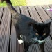 Black male cat, with white paws/whiskers found in Kinsale area