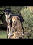 Two female dogs lost near Fenit Co Kerry