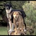 Two female dogs lost near Fenit Co Kerry