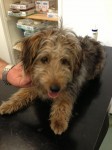 Male Yorkshire Terrier found in Cork