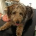 Male Yorkshire Terrier found in Cork