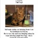 Male tabby cat missing in Cloyne