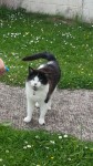 Black and white medium sized cat lost in glanmire