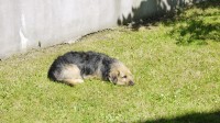 Black and tan male mixed terrier lost from Chapel Field, Cathedral Rd