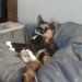 Eenie – 1yr and a half young female cat lost, cork city washington street area