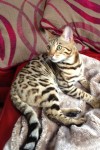 Neutered male bengal cat lost in Waterloo