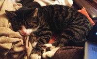 LOST – male tabby cat in Cork