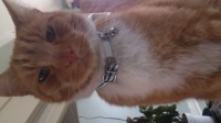 missing male ginger cat in Bandon area
