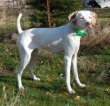 Lost female white pointer from the Newport Rd area