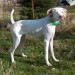 Lost female white pointer from the Newport Rd area