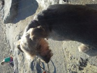 Male yorkie in Viaduct area Cork