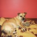 Lost – Staffordshire Pug – Terelton – Macroom