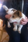 Missing: Two Jack Russells