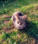 Large Tabby Found in Dublin Pike/Hill, Cork Area