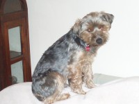 Male Yorkie