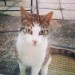 Female cat found in Youghal