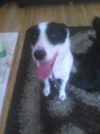 Found young dog in finglas